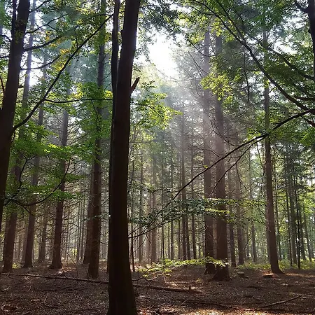 호텔 Dennenheuvel 에페