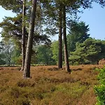 Dennenheuvel