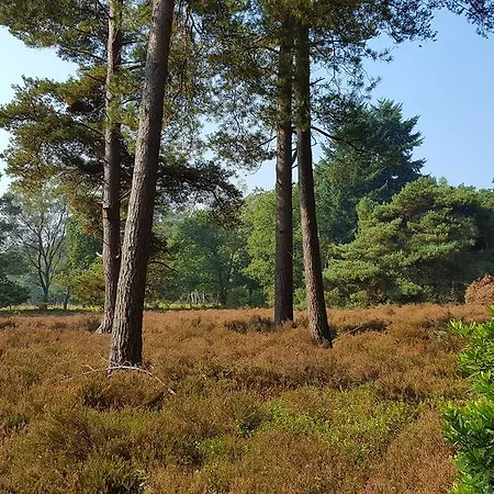 Dennenheuvel