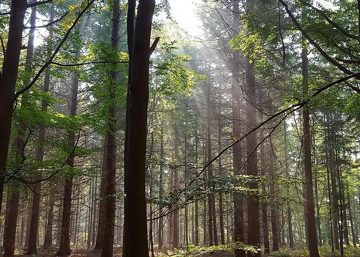 Hotel Dennenheuvel Epe